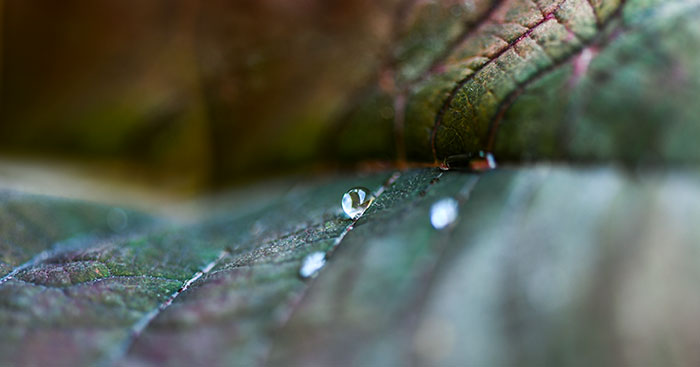 Immagine simbolica con foglia verde scuro con gocce di pioggia che richiamano delle lacrime