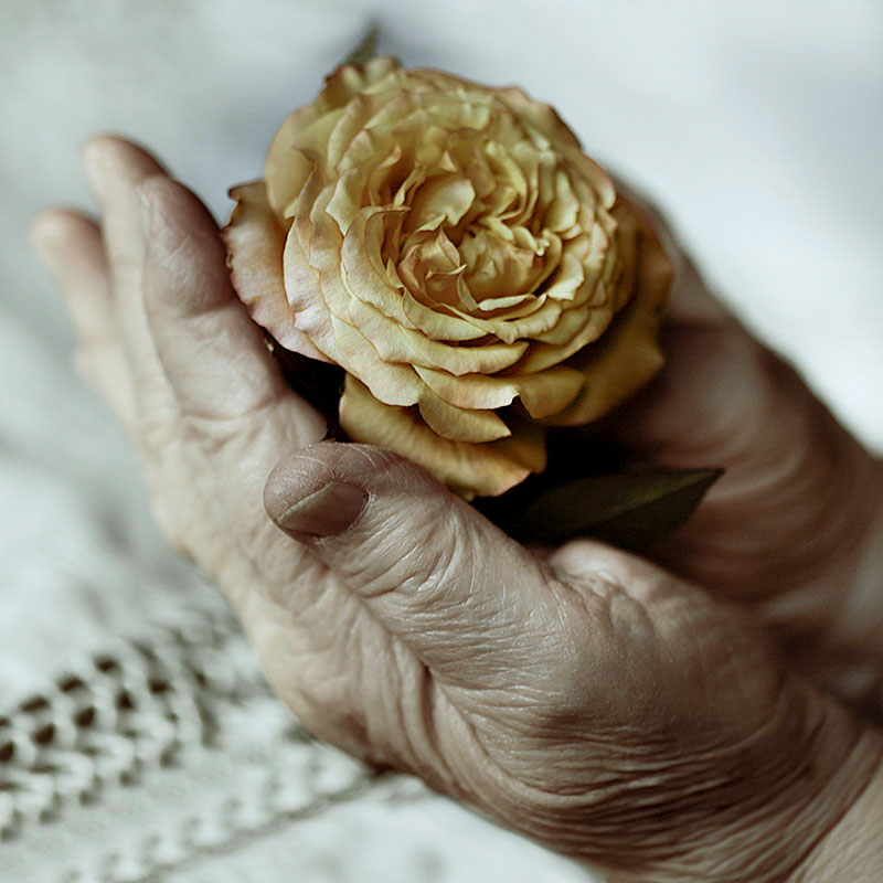 Mani di donna anziana che tengono una rosa gialla